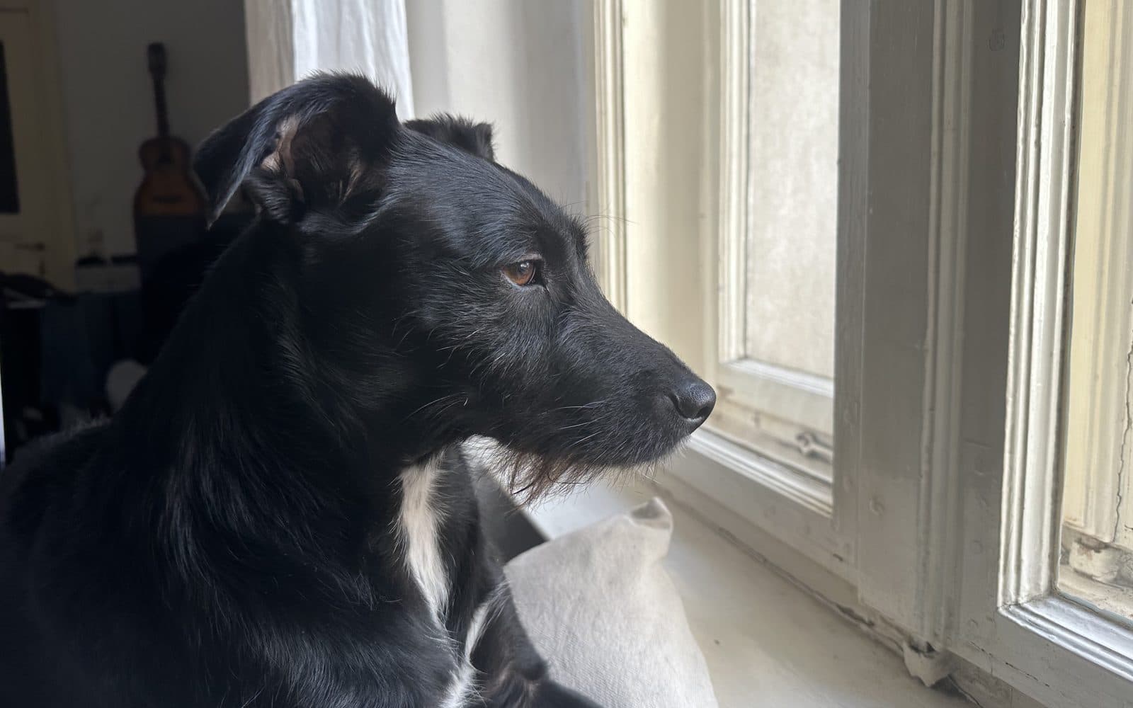 Toby Linero looking out of a window