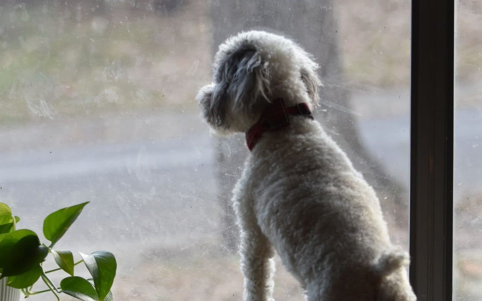 A small white dog standing at a window, looking out