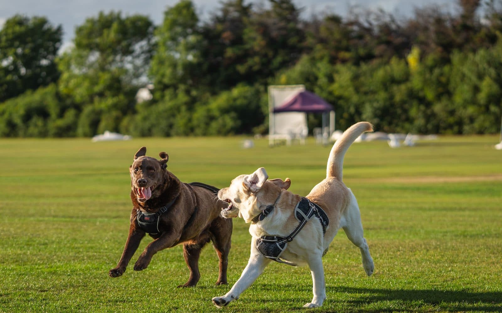 Three dogs running together across a park