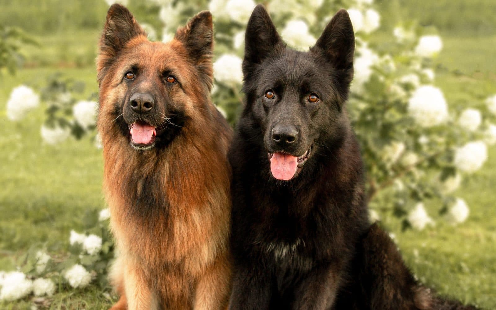 Two German Shepherds sitting side by side, one red, one black
