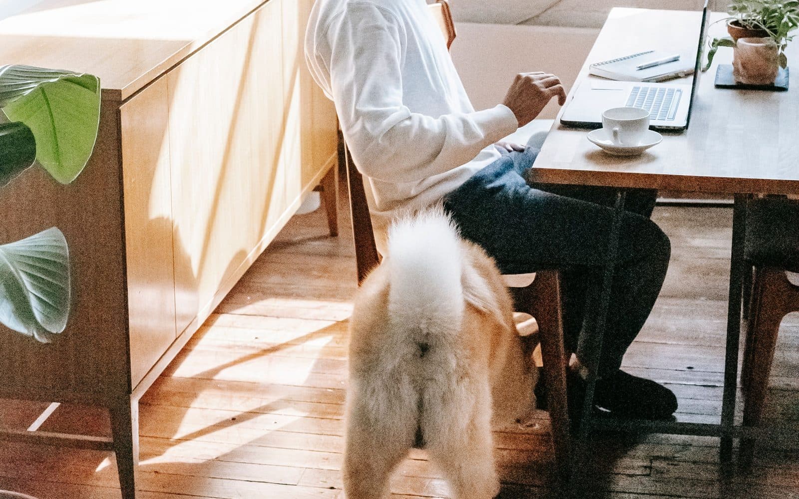 A dog waiting beside a person working at a desk