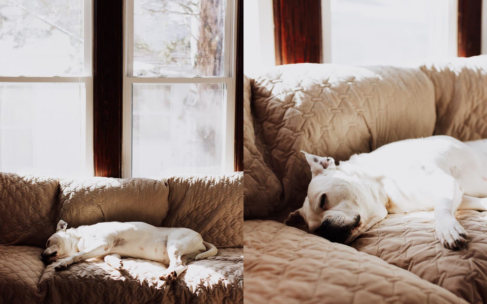 The same dog on the same bed — asleep on the left, rolling on its back on the right