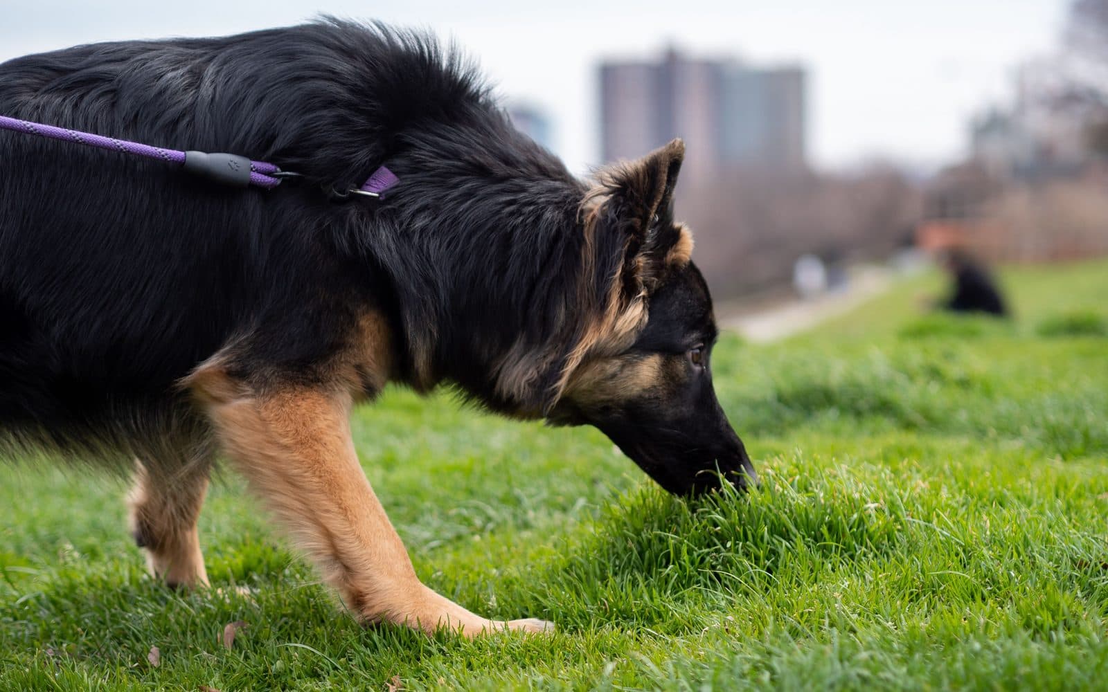 A German Shepherd sniffing the grass in a park