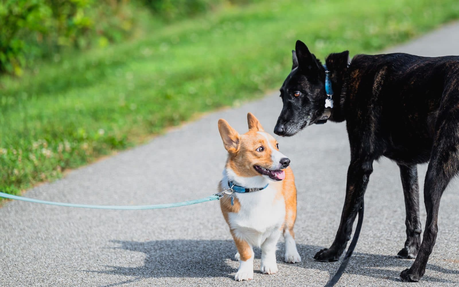 A corgi and a black dog meeting on a path, both on leashes