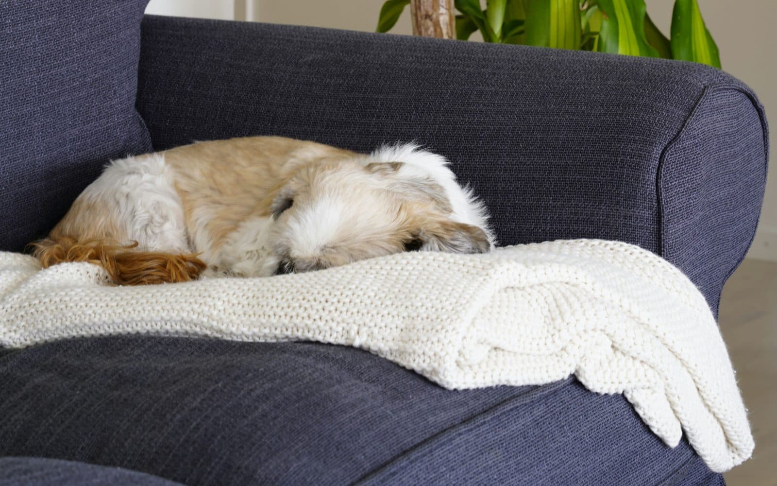 A dog asleep on an armchair beside a houseplant