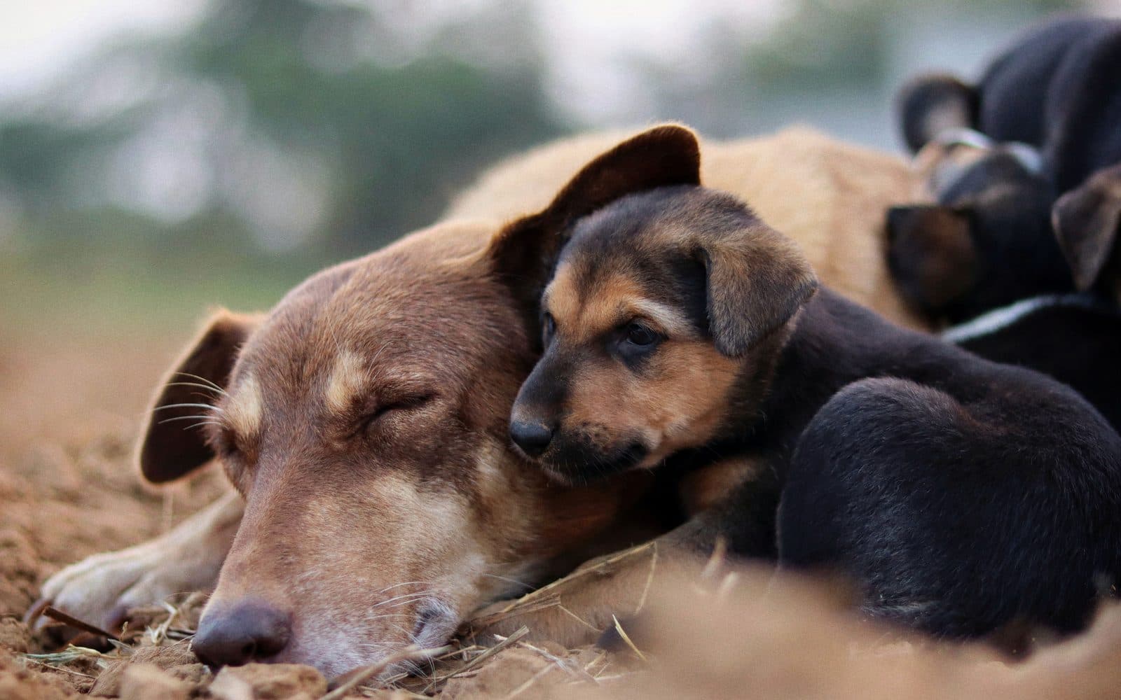 Street puppies sleeping huddled together