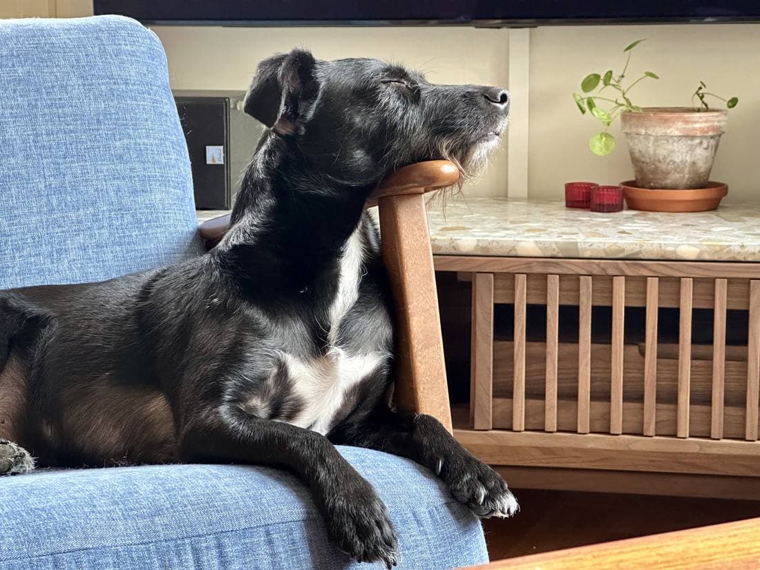 Toby Linero, a brown dog, asleep with his chin on the arm of an armchair