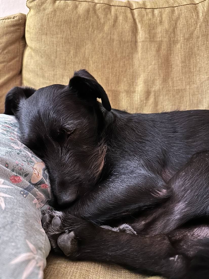 Toby Linero asleep on a couch cushion